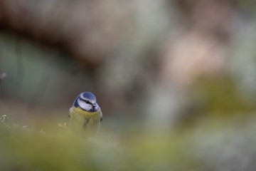 Blue tit, Cyanistes caeruleus, grooming and perched amongst twigs and branches of a birch tree during winter in Scotland.