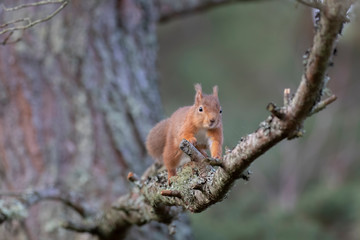 Naklejka na ściany i meble red Squirrel, Sciurus vulgaris, running and jumping along branches within a pine forest in Scotland during winter.