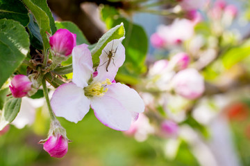 Obraz premium Apple blossom. Mosquito on the petal of apple flower_