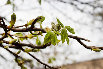 A branch of a tree with young green leaves. Concept of spring, growth and awakening. Soft focus.