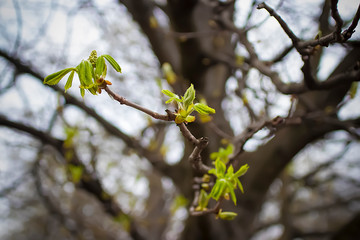 A branch of a tree with young green leaves. Concept of spring, growth and awakening. Soft focus.