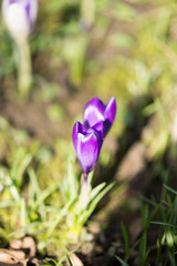 Purple crocus in the nature, spring flower