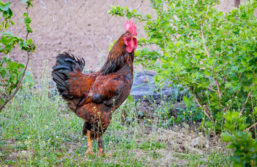 A brown cock strolls through the garden of the farm_