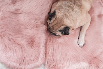 Cute pug is sleeping on pink fur carpet. Sleepy and cozy concept.