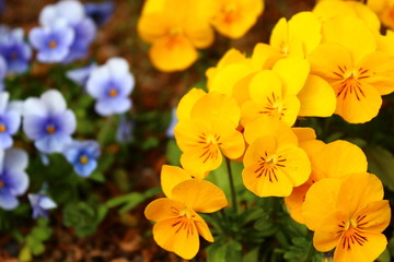 黄色いパンジー