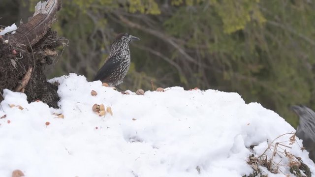 Spotted Nutcracker (Nucifraga caryocatactes) in winter forest.