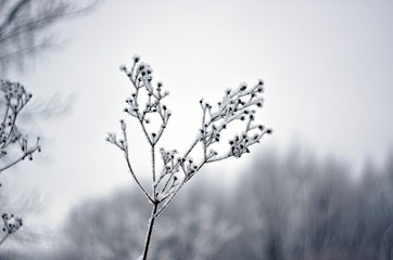 silhouette of tree in winter
