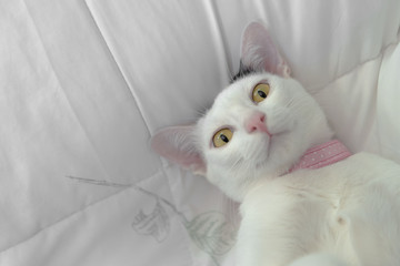 Cute white cat lying in bed. Fluffy pet is gazing curiously.