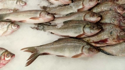 Fresh fish at morning seafood 