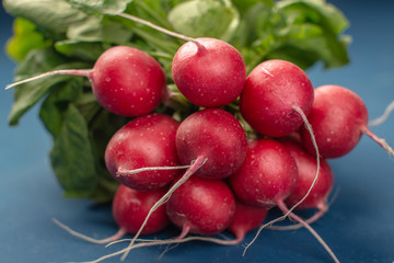 bunch of fresh bright radishes on blue background