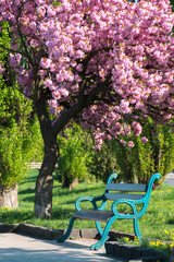 bench under the blossoming chery tree in a park. beautiful urban scenery in the morning. wonderful background in springtime