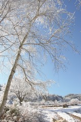 외로운 자작나무 