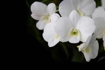 Fototapeta na wymiar Orchids flower on black.
