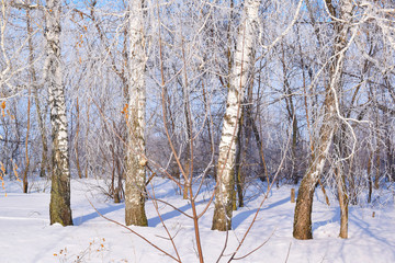 Beautiful winter landscape.Frosty Sunny day.Scenic view.
