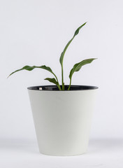 Houseplant in a pot