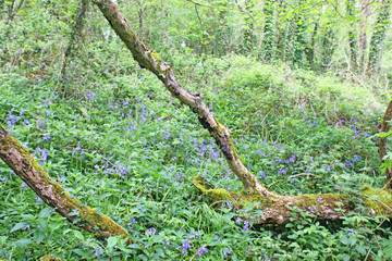 Bluebells in a wood in spring