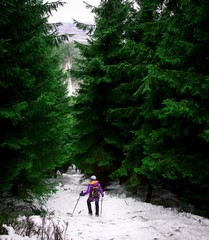 Obraz premium Tourist woman with poles walk down through beautiful green forest in winter
