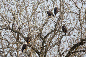 Wild bald eagles perched in a tree in Iowa City, Iowa.
