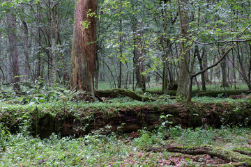 Summertime deciduous stand