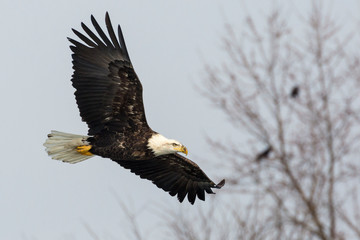 A Wild, Mature Bald Eagle Catching Fish in the Iowa River