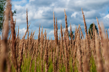 Agricultural plains of Ryazan Oblast