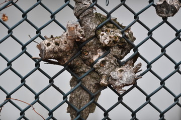 The remains of a tree grown into a fence