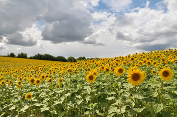 Fototapeta premium Summer landscape with sunflowers