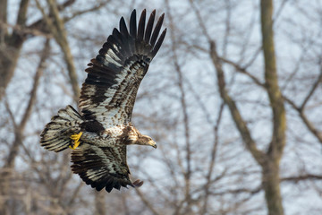 Wild, Premature Bald Eagle Catching Fish in the Iowa River