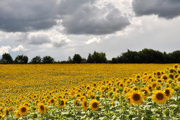 Summer landscape with sunflowers