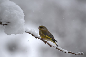 Männlicher Grünfink