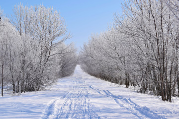 Naklejka premium Beautiful winter landscape.Frosty Sunny day.Scenic view.