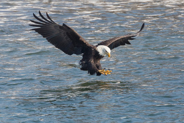 A Wild, Mature Bald Eagle Catching Fish in the Iowa River