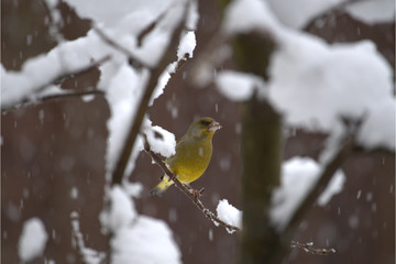 Männlicher Grünfink