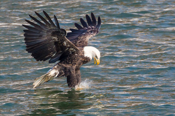 A Wild, Mature Bald Eagle Catching Fish in the Iowa River