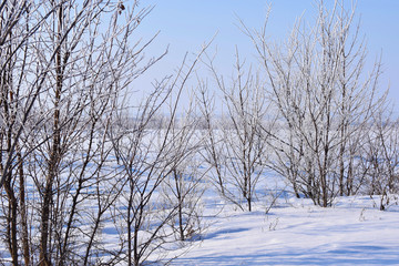Fototapeta premium Beautiful winter landscape.Frosty Sunny day.Scenic view.