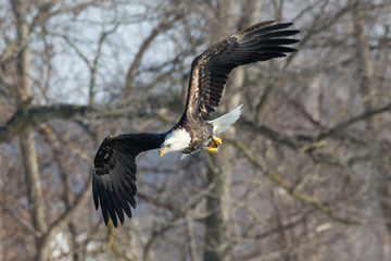 Obraz premium A Wild, Mature Bald Eagle Catching Fish in the Iowa River