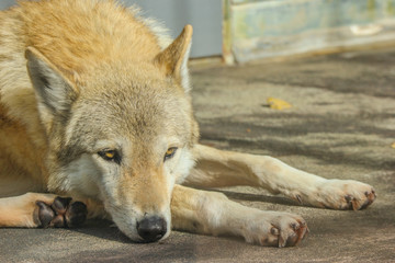 a brown wolf dog resting on the ground.