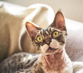 Photo of a Canadian sphinx in a cozy house