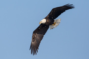 Plakat A Wild, Mature Bald Eagle Catching Fish in the Iowa River