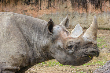 Obraz premium A wild rhinoceros on green grass land outdoor park.