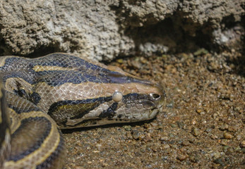 Fototapeta premium head part of python snake on stone ground.