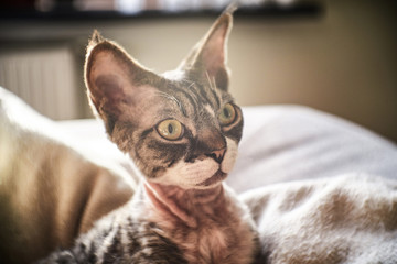 Photo of a Canadian sphinx in a cozy house
