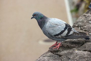 Japanese dove bird standing on the rock stone.