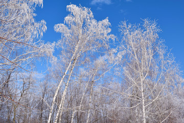 White snowy trees on blue sky background.Frosty Sunny day.