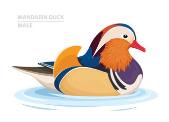 Mandarin Duck swim in the water. Male. Asian Bird. Vector Illustration