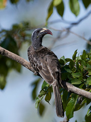 African grey hornbill (Lophoceros nasutus)