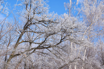 White snowy trees on blue sky background.Frosty Sunny day.