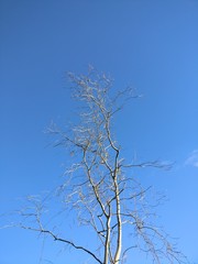 branches of a tree against blue sky