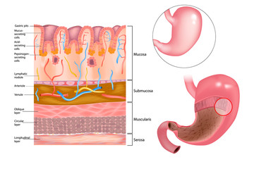 Diagram of the alkaline mucous layer in the stomach.  Diagram of the histological cross-section of the stomach Layers of the Stomach.