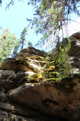 Fototapeta na wymiar Looking Up At The Canyon Walls, Jasper National Park, Alberta
